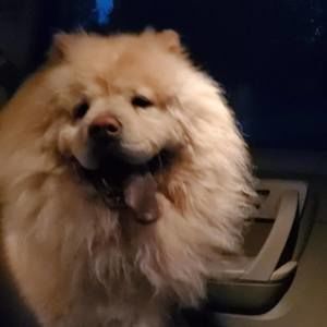 Meet your Posher, Elian